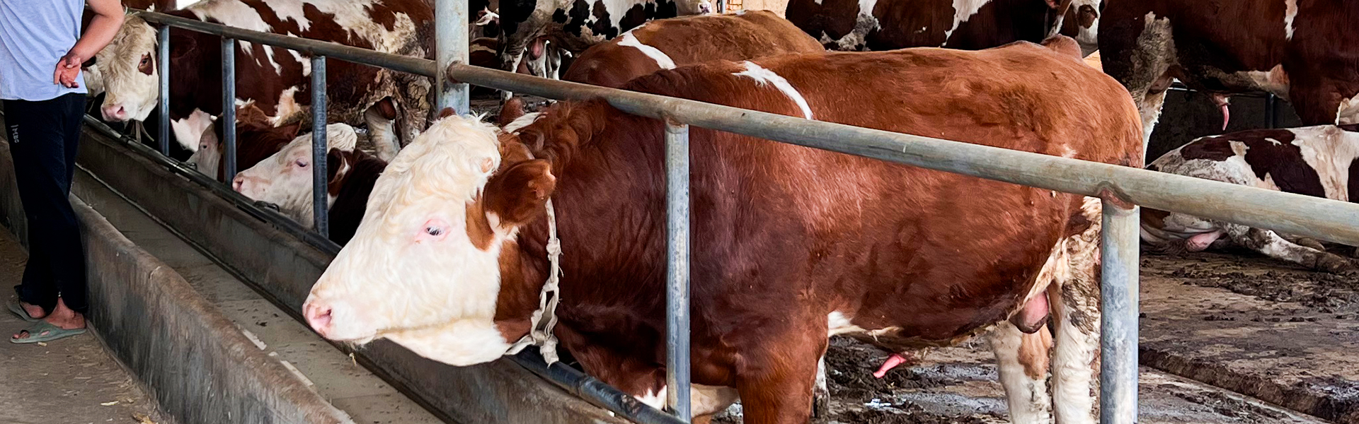 Ruminant